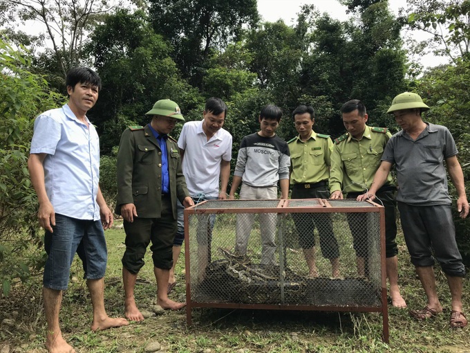 Vườn Quốc gia Vũ Quang (Hà Tĩnh): Thả trăn gấm quý hiếm về rừng tự nhiên - Ảnh 1.