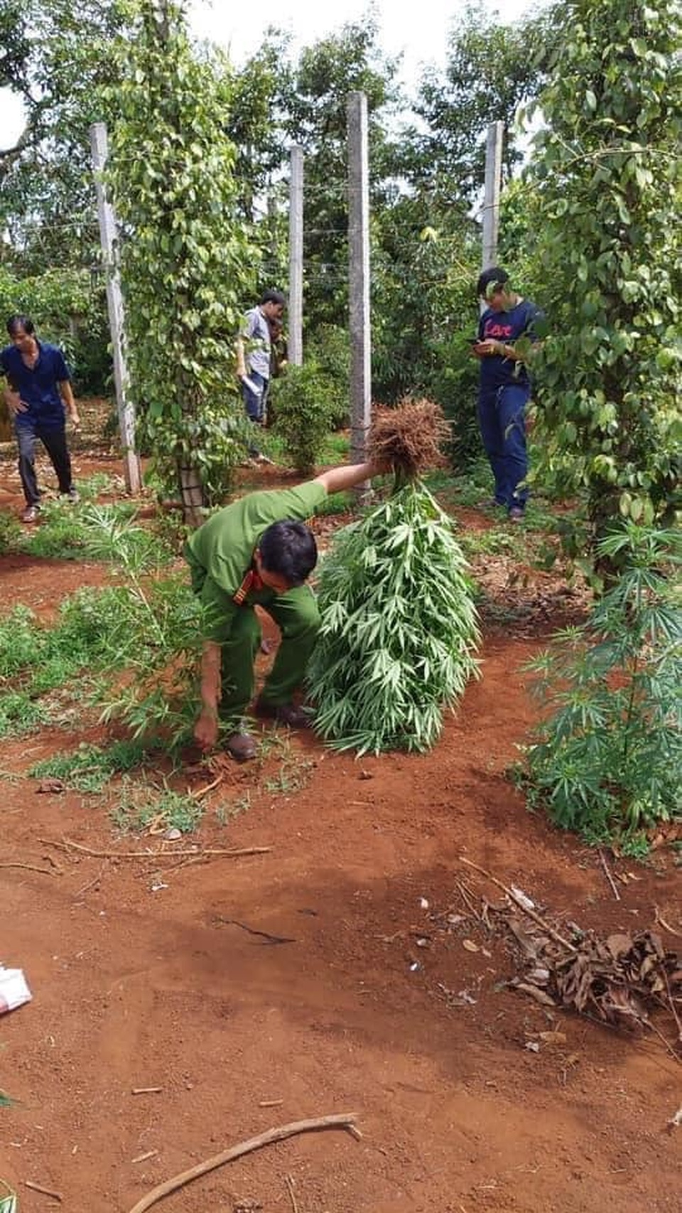 Hai chị em trồng gần 600 cây cần sa trong rẫy để… cho gà ăn phòng bệnh! - 1 Hai chị em trồng gần 600 cây cần sa trong rẫy để… cho gà ăn phòng bệnh! - 1