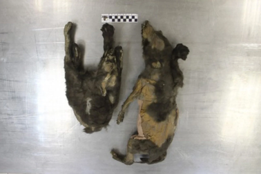 Giải mã bí ẩn về xác ướp chó con 14.000 năm tuổi