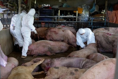 Thu mua lợn dịch, bán cho cơ sở làm lạp xưởng ở các tỉnh
