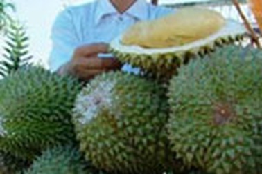 “Ăn sầu riêng không bị ung thư”