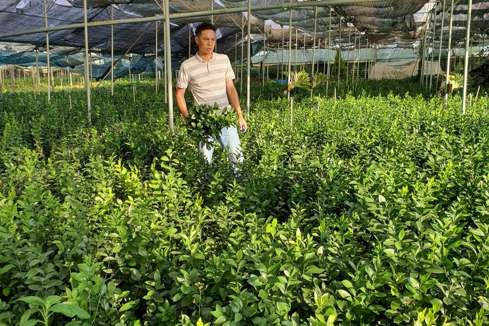 Thu trăm triệu mỗi tháng từ vườn dương xỉ có một không hai ở Đắk Nông - 2 Thu trăm triệu mỗi tháng từ vườn dương xỉ có một không hai ở Đắk Nông - 2