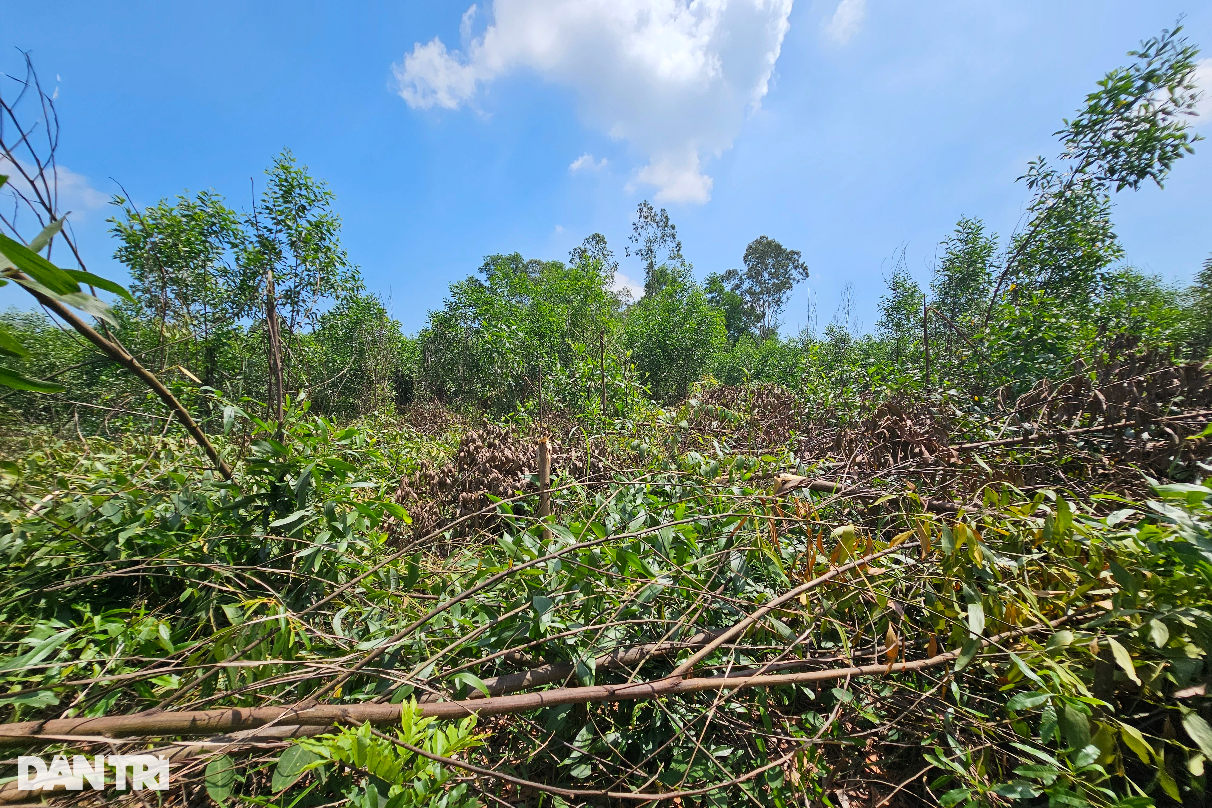 Hơn 3.000 cây keo bị kẻ xấu phun hóa chất, chặt phá - 1