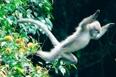 Phát hiện một đàn hàng trăm cá thể voọc xám Đông Dương