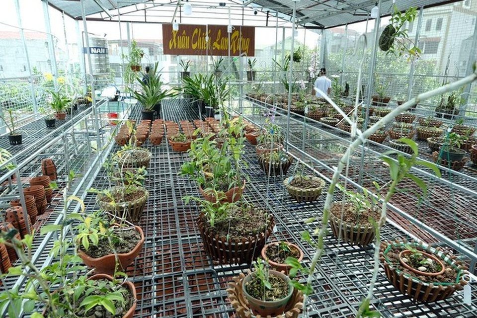 Ngắm vườn lan đột biến, giá trị gần 10 tỷ đồng tại Mê Linh - 8 Ngắm vườn lan đột biến, giá trị gần 10 tỷ đồng tại Mê Linh - 8