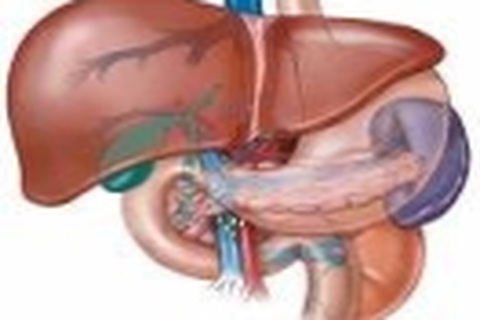 Cà gai leo - cây thuốc nam bảo vệ gan độc đáo