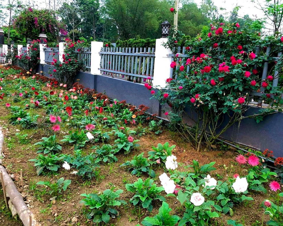 Mê mẩn vườn bạt ngàn hoa hồng của gia đình ở ngoại thành Hà Nội - 12