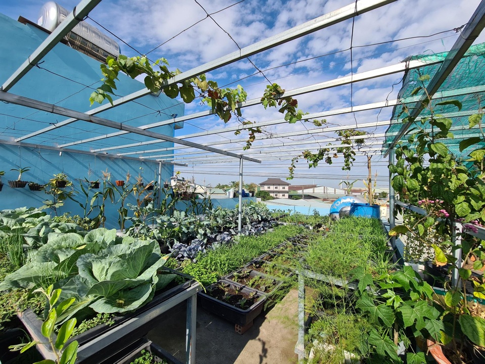 Trang trại rau 100m2 toàn giống lạ trên sân thượng của cô gái Bình Dương - 5 Trang trại rau 100m2 toàn giống lạ trên sân thượng của cô gái Bình Dương - 5