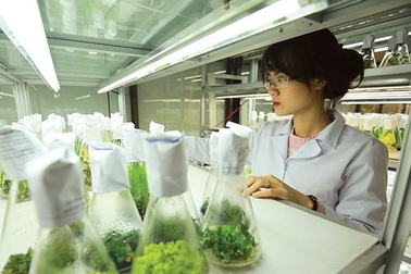 Nhân tài ồ ạt rời viện nghiên cứu