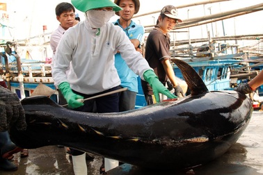 Lộ sai sót rất nghiêm trọng trước đoàn thanh tra EC, Ban quản lý cảng Qui Nhơn bị kiểm điểm