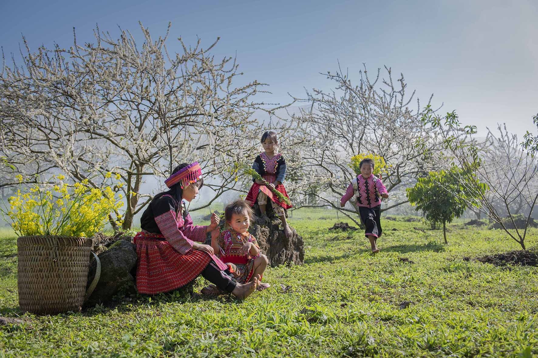 Hoa mận nở trắng trời đẹp như cổ tích ở Mộc Châu - 2 Hoa mận nở trắng trời đẹp như cổ tích ở Mộc Châu - 2