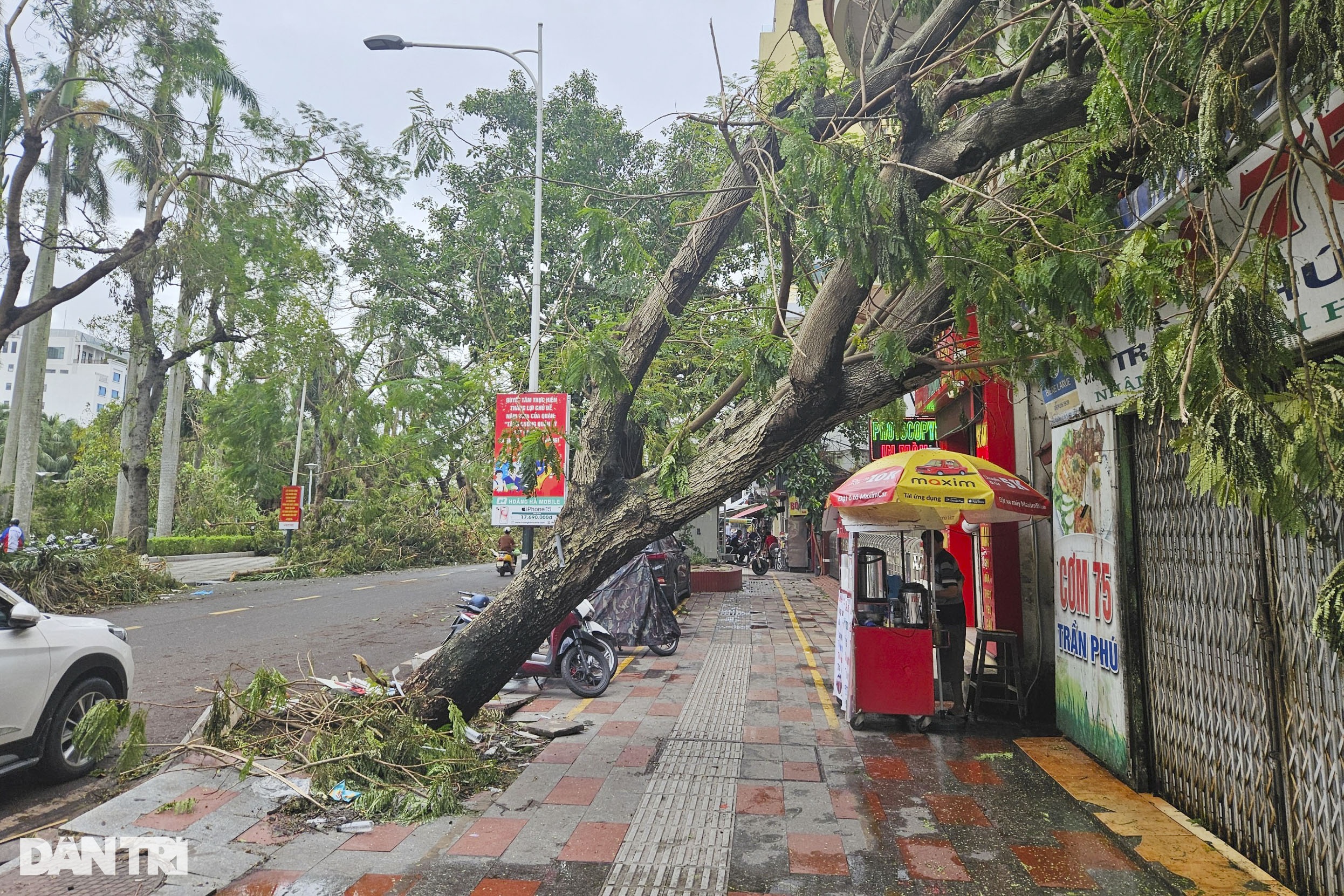 View - TPHCM cử lực lượng tinh nhuệ ra Hải Phòng hỗ trợ giải cứu cây xanh | Báo Dân trí