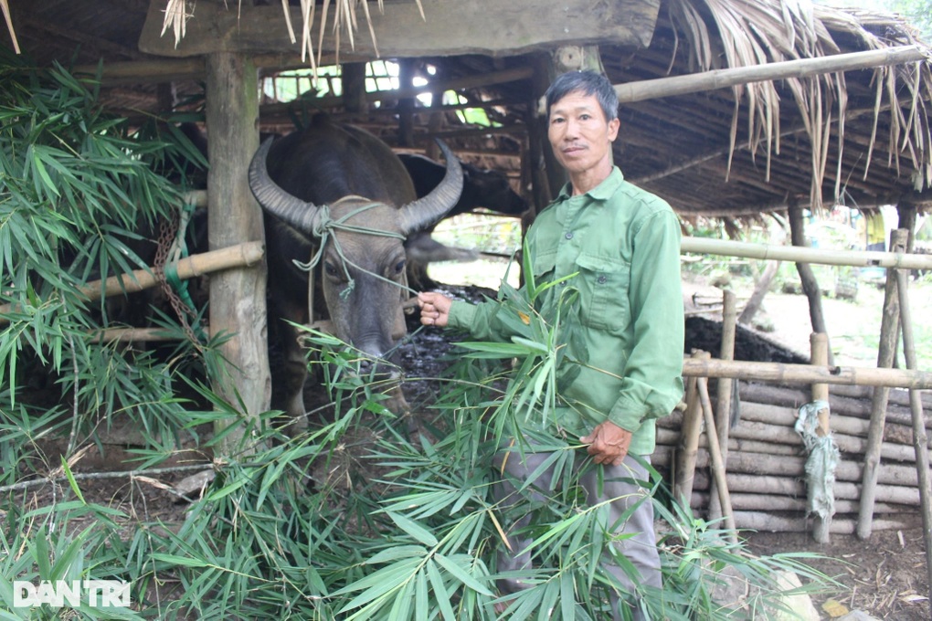 Hết thời bán một con trâu mua được cây vàng, nông dân vừa nuôi vừa lo - 1