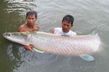 Đại gia Việt bắt cả "quái vật" sông Amazon về chơi