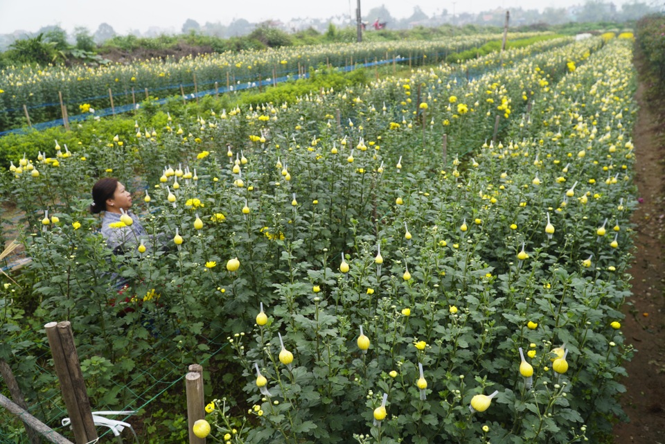 Làng hoa Phù Vân rực rỡ trên vùng chiêm trũng Hà Nam - 5 Làng hoa Phù Vân rực rỡ trên vùng chiêm trũng Hà Nam - 5
