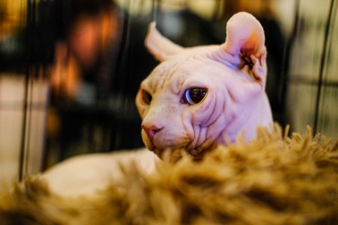 Cuộc “đọ sắc” đặc biệt của những chú mèo quý lần đầu tổ chức ở Hà Nội