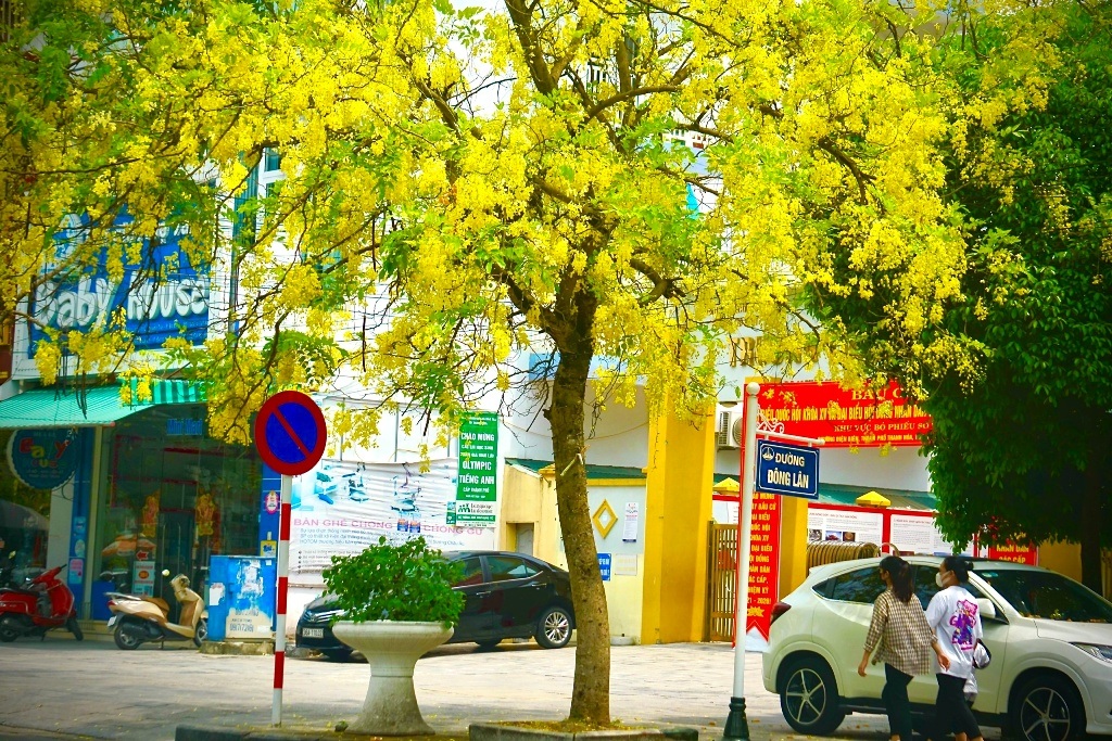 Mãn nhãn với muồng hoàng yến nở vàng rực rỡ trên phố phường xứ Thanh - 10 Mãn nhãn với muồng hoàng yến nở vàng rực rỡ trên phố phường xứ Thanh - 10