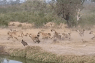 Đang "đánh chén", sư tử phải bỏ chạy tháo thân khi gặp loài vật này