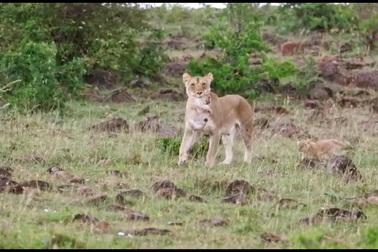 Video cho thấy sư tử con bị "phân biệt đối xử"