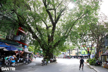 Những cây đại thụ án ngữ giữa đường lớn ở Hà Nội vẫn "sống khỏe"