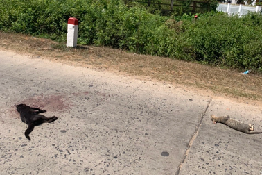 Cố gắng bắt kẻ trộm chó để "lập công", 3 thanh niên vướng vòng lao lý