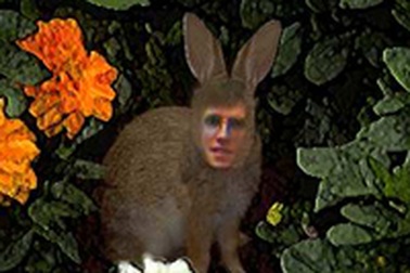 Lai người với thỏ - dự án gây tranh cãi