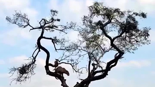 Báo hoa mai bất lực khi cố gắng rượt đuổi khỉ trên cây cao