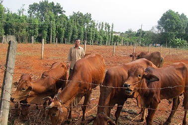 Sau học nghề, nông dân được tiếp vốn ưu đãi để làm giàu