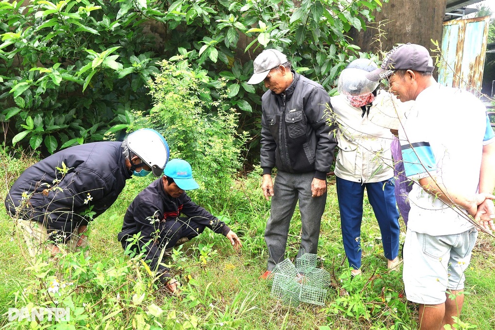 Người đàn ông mỗi đêm tiêu diệt hàng trăm con chuột đồng - 3 Người đàn ông mỗi đêm tiêu diệt hàng trăm con chuột đồng - 3