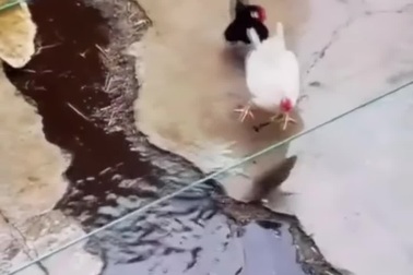 Chuột lĩnh "cái kết đắng" khi đối đầu với gà