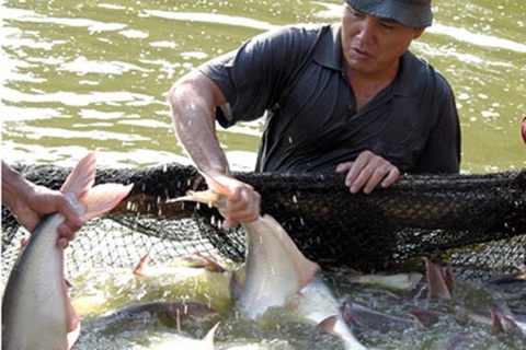 Đưa cá tra vào danh sách đỏ: Quyết định thiếu cơ sở!