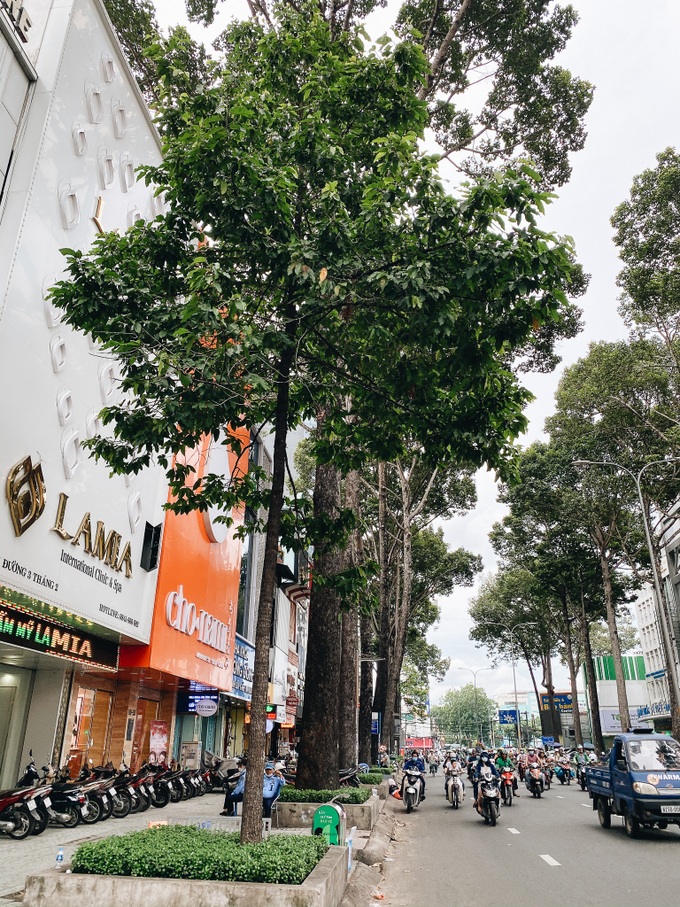 Sau vụ cây xanh bật gốc đè chết người: Vẫn còn nhiều cây đã già cỗi có rễ lộ thiên, nhánh vươn ra mặt đường ở Sài Gòn - Ảnh 17. Sau vụ cây xanh bật gốc đè chết người: Vẫn còn nhiều cây đã già cỗi có rễ lộ thiên, nhánh vươn ra mặt đường ở Sài Gòn - Ảnh 17.
