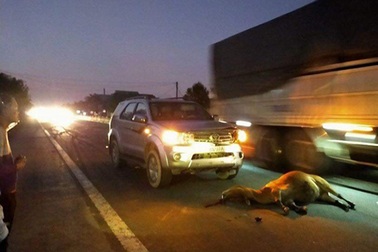 Xe Fortuner đâm trúng bò thả rông, một chủ tịch xã phải giải trình