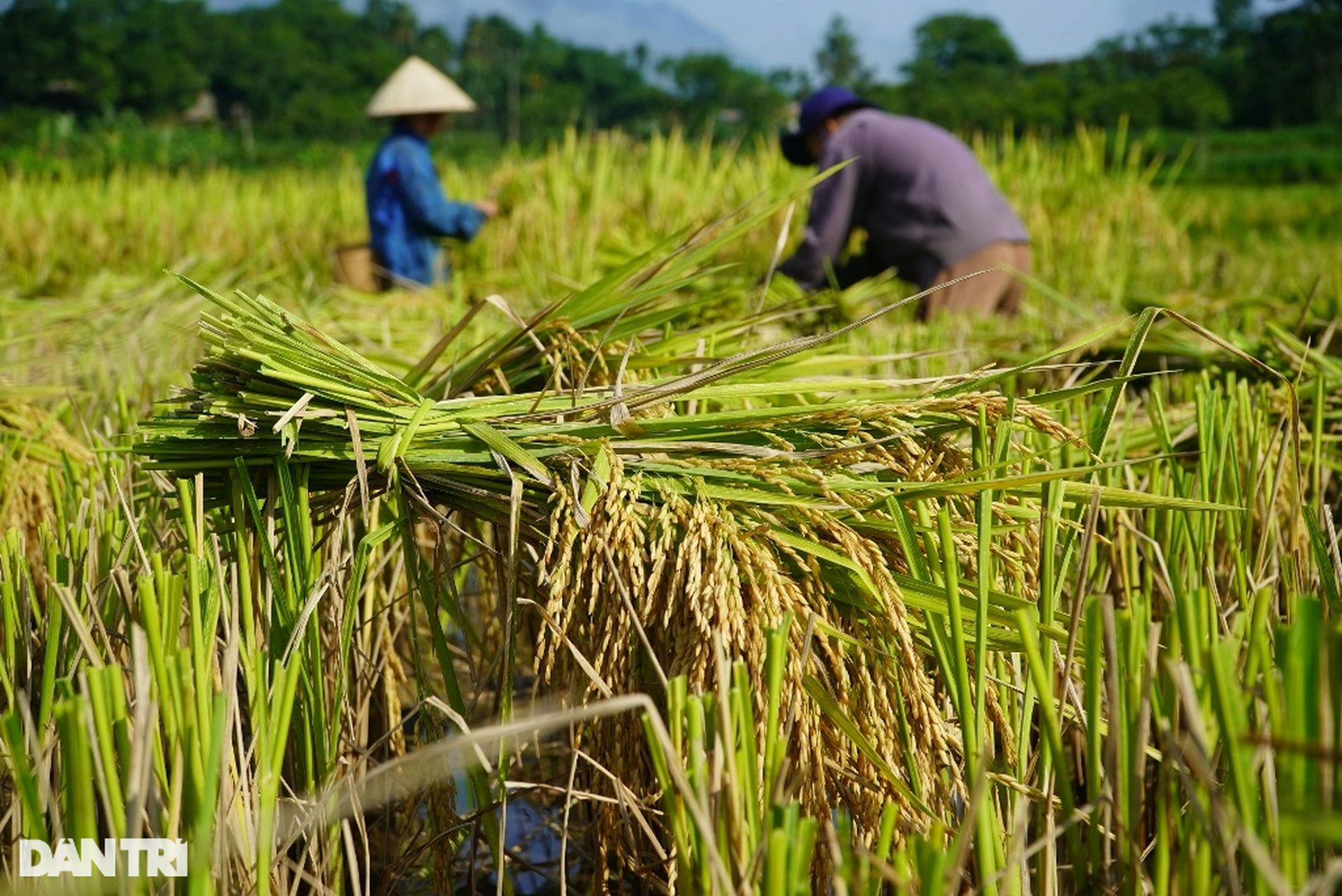 Người vùng cao băng rừng, vượt suối gùi mùa vàng về bản - 8