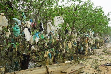 Cánh rừng bần nguyên sinh bị “đày đọa” bởi... rác