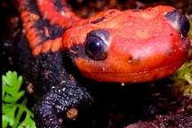 Khám phá những loài quý hiếm phát hiện tại Việt Nam, có nhím ma cà rồng