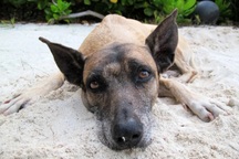 Chú chó có biệt tài săn cá mập để sinh tồn, sống trên đảo hoang gần 20 năm