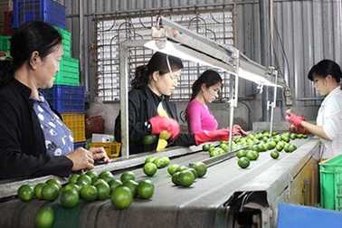 Trái cây đặc sản Việt vào Mỹ, Nhật