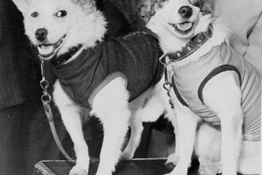 Điểm danh những con vật làm thay đổi lịch sử loài người (Phần 2)