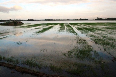 Lũ bất thường, hàng trăm ha lúa bị đánh tơi tả
