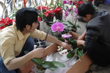 Hoa Việt tụt hậu, hoa Trung Quốc lên ngôi