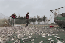 Đã mắt xem cách ngư dân gỡ loài cá mắc dày đặc trên lưới