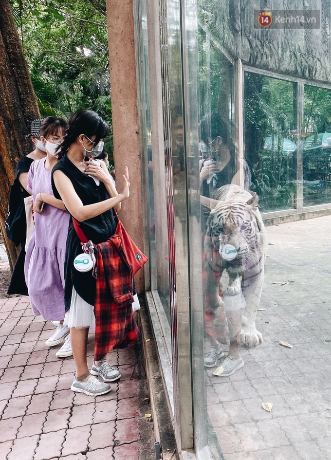 Người Sài Gòn góp cả chục tấn rau củ cùng hàng tỷ đồng, cứu đói bầy thú ở Thảo Cầm Viên trong mùa dịch Covid-19 - Ảnh 10. Người Sài Gòn góp cả chục tấn rau củ cùng hàng tỷ đồng, cứu đói bầy thú ở Thảo Cầm Viên trong mùa dịch Covid-19 - Ảnh 10.