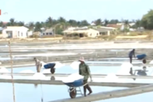 Diêm dân bỏ nghề muối vì... được mùa