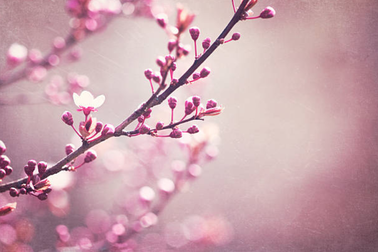 Thôi, Tết về nhà với mẹ