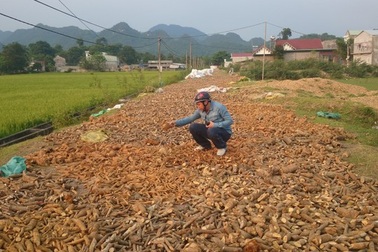 “Chảy máu” thảo dược