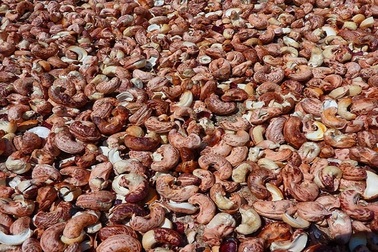 Ngành điều Việt Nam tiến sát mục tiêu 4,5 tỷ USD, kỳ vọng chạm mốc 5 tỷ USD