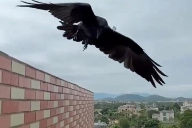 Quạ đùa giỡn với những cơn gió mạnh