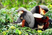 Lo cho Sơn Trà, Hiệp hội Du lịch Đà Nẵng gửi “tâm thư” lên Thủ tướng