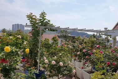 Những người chồng ở Việt Nam tặng vợ cả vườn hoa trăm gốc, ngàn bông